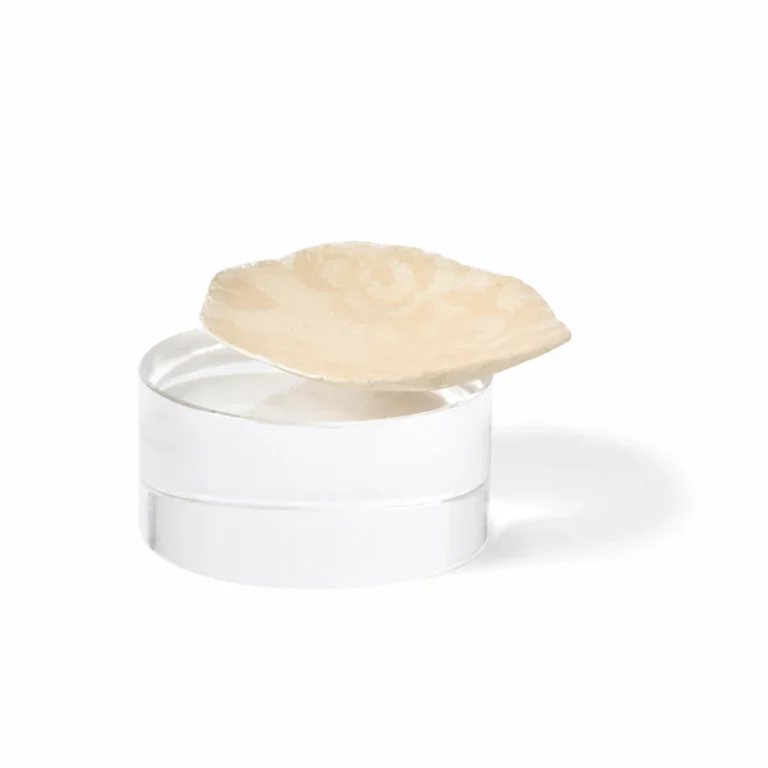 adhesive lace pasties